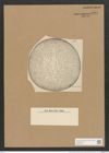 Campylodiscus echeneis Ehr. (de-Toni-Nr.: Genus 57, Species 2450) Zeichnungen Sammlung Grunow Nr. 4931 (NHMW-BOT-W0373142)